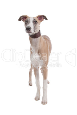 Whippet puppy dog