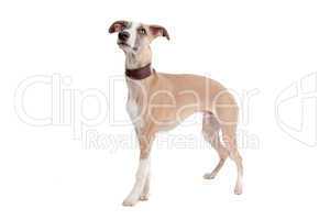 Whippet puppy dog