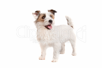 Jack russel Terrier Jack russel Terrier