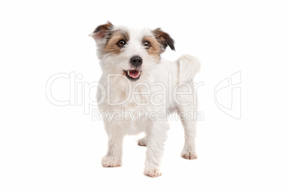 Jack russel Terrier