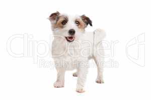 Jack russel Terrier