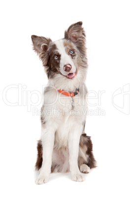 Border collie sheepdog