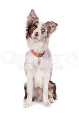 Border collie sheepdog