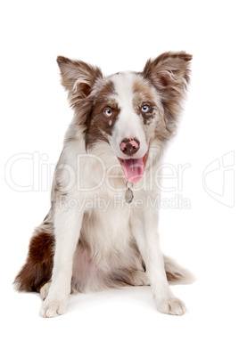 Border collie sheepdog