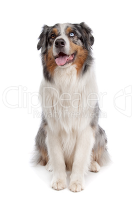 Australian Shepherd