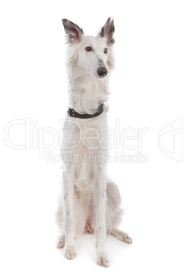 Silken Windhound