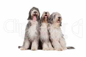 three Bearded Collie dogs