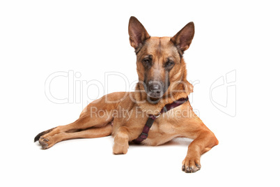 Belgian Shepherd