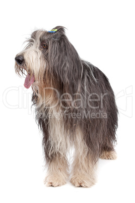 Bearded Collie