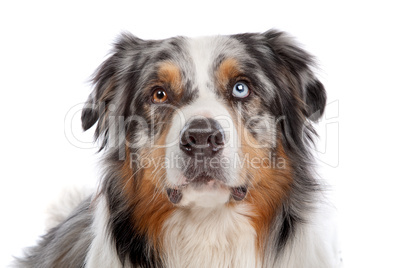 Australian Shepherd