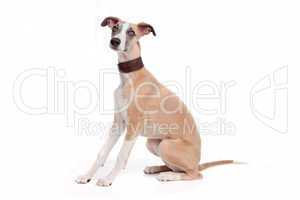 Whippet puppy dog