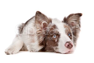 Border collie sheepdog