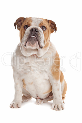 English Bulldog