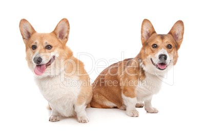 Pembroke Welsh Corgi