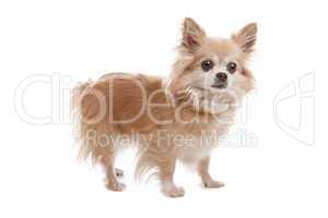 Long haired chihuahua
