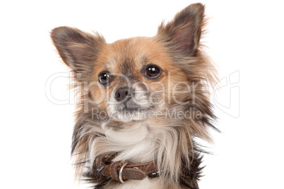 Long haired chihuahua