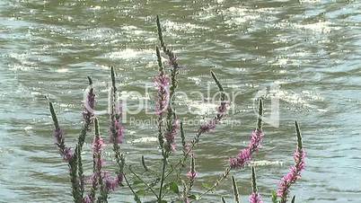 Flower on the river coast