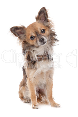 Long haired chihuahua