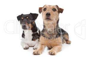 Jack Russel Terrier dog and a mixed breed dog
