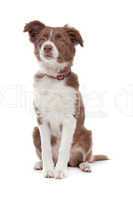 border collie puppy