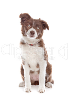 border collie puppy