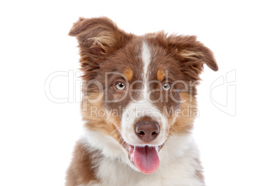 border collie puppy