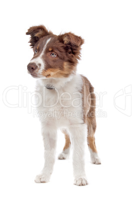 border collie puppy