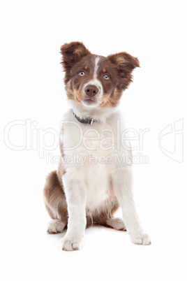 border collie puppy