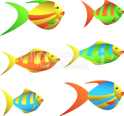 Colorful fish.
