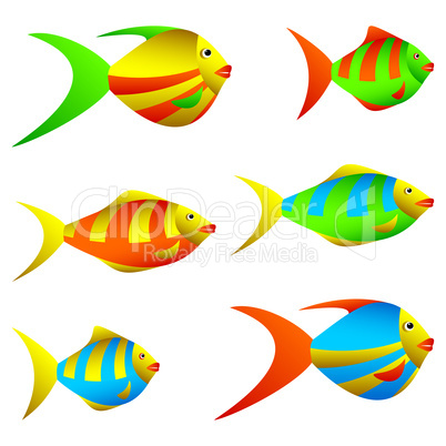 Colorful fish.
