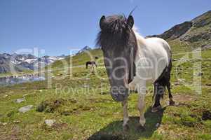 Shetland-Pony