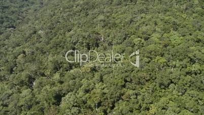 Aerial of Jungle canopy
