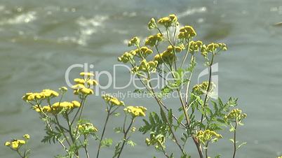 Yelow plants on the river coast