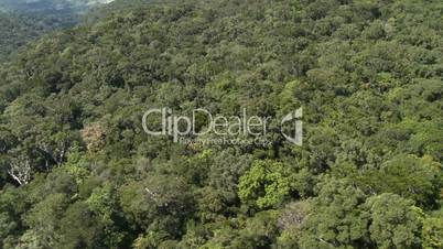 Aerial of Jungle Canopy