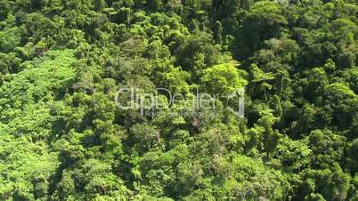 Aerial of Jungle canopy