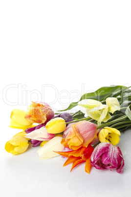 Tulip with water drops