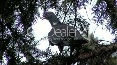Wild Pigeon in the pine treetop