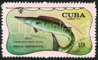 poststamp fish