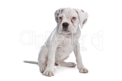 white boxer puppy