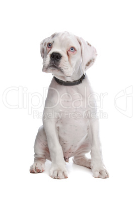 white boxer puppy