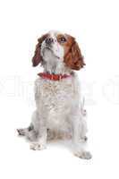 cavalier king charles