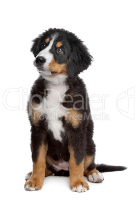 berner sennenhund welpe