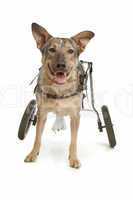 handicaped dog