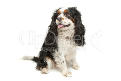 King Ch. Spaniel