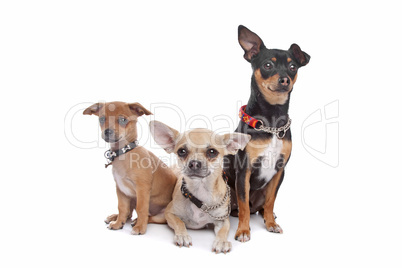 group of chihuahua