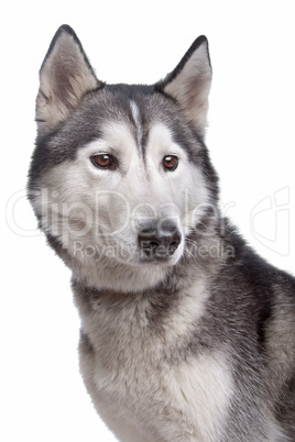 Alaskan Malamute