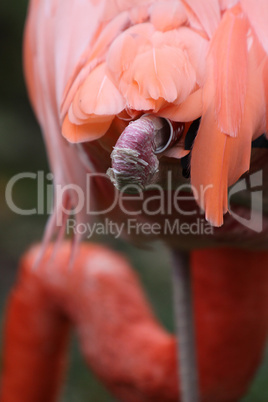 Rosa Flamingo (Kniegelenk eines eingezogenen Beines)