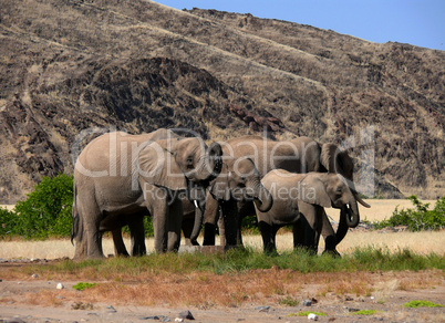 Elefanten beim Trinken
