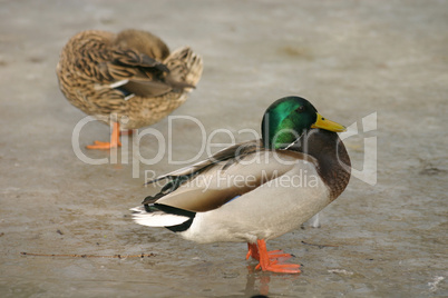 Stockenten-Paar