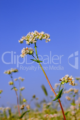 Buckwheat inflorescence